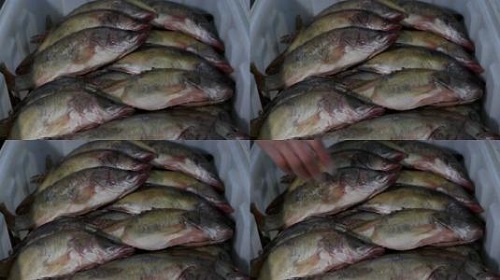 防騙在行動(dòng)，手工之家提醒大家買(mǎi)海鮮注意這幾點(diǎn)，可以不上當(dāng)受騙