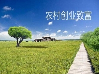 新型農(nóng)村創(chuàng)業(yè)小項目，會拍短視頻就能賺錢，兼職副業(yè)都可以做