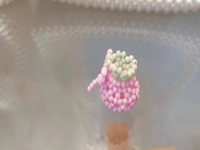 9月3日，手工兼職創(chuàng)業(yè)在家做是真的，微創(chuàng)業(yè)做手工工作室，在家做的好手工，手工之家有實力，合作起來踏實放心，圖為串珠米珠繡純手工產(chǎn)品剪影