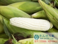 手工活之家客戶(hù)講解種植“水果玉米”被騙過(guò)程，為大家提個(gè)醒